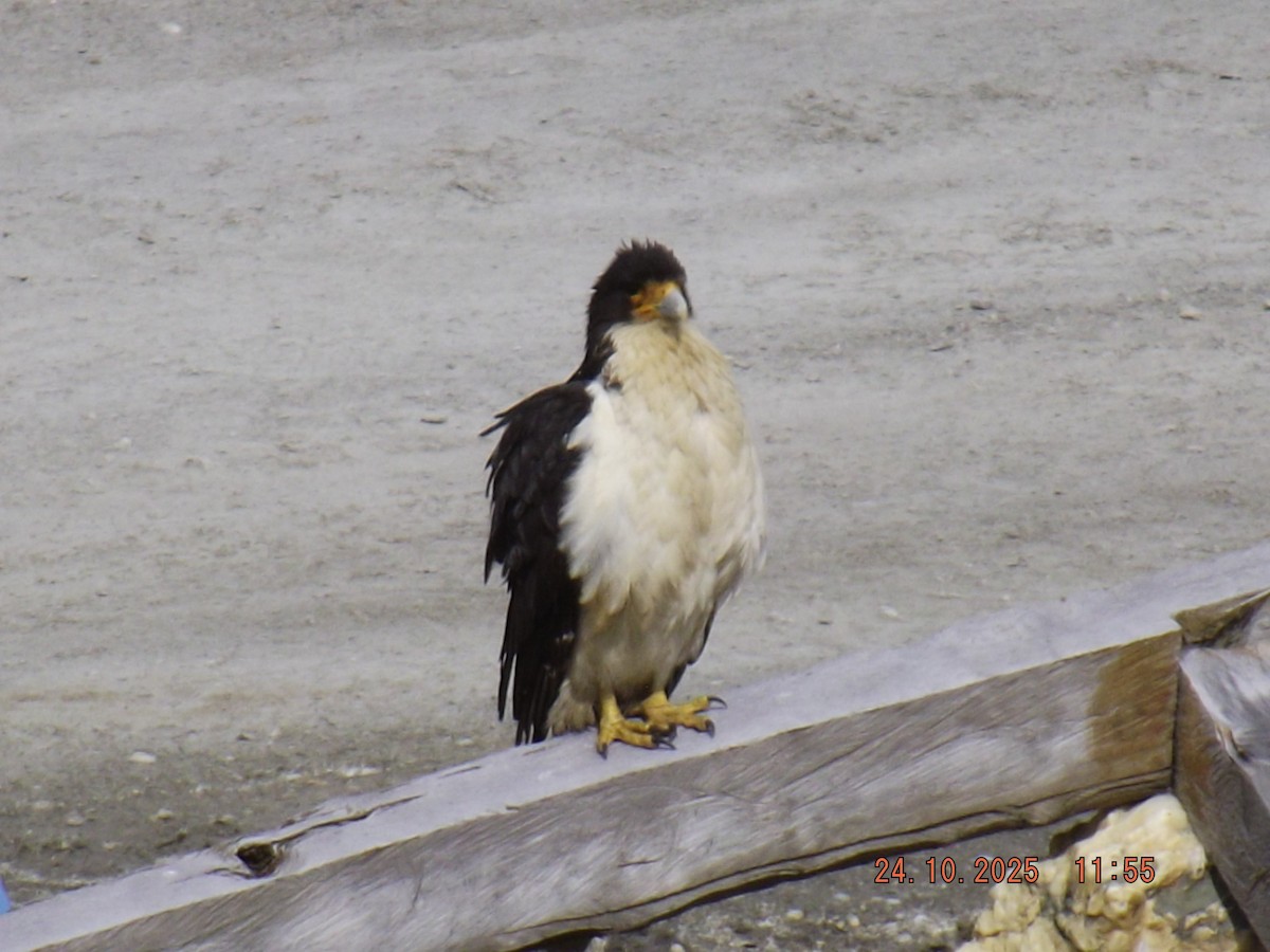 hvitbrystkarakara - ML644046679