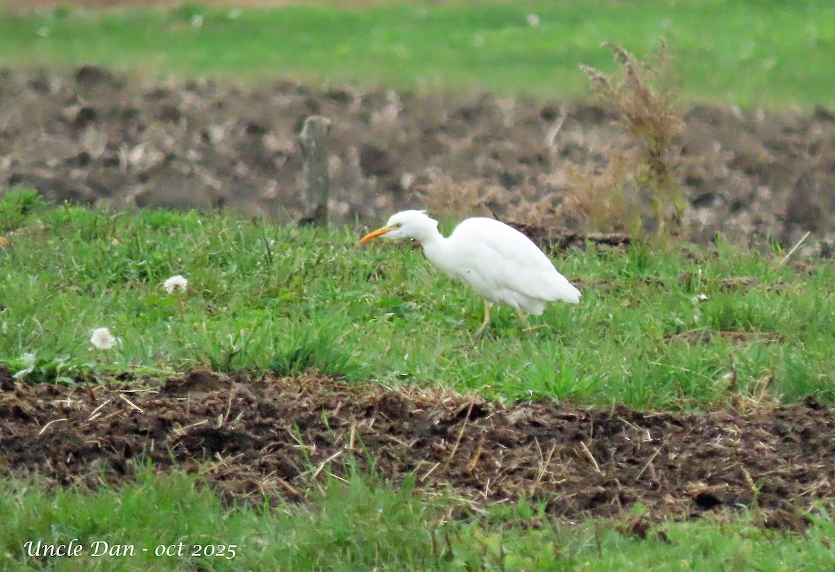 Western Cattle-Egret - ML644046682