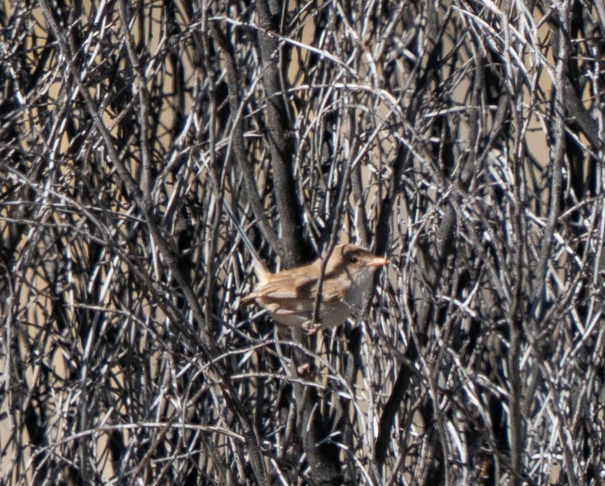 White-winged Fairywren - ML644046686