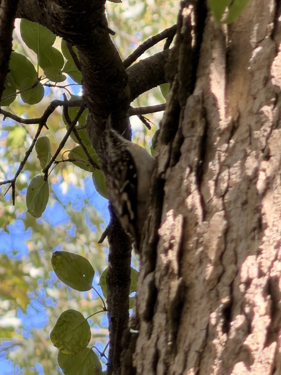 Brown Creeper - ML644046703