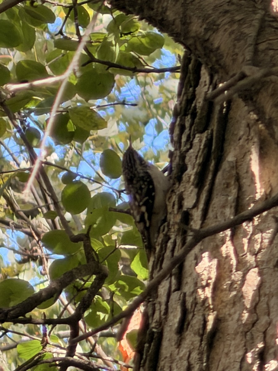 Brown Creeper - ML644046704