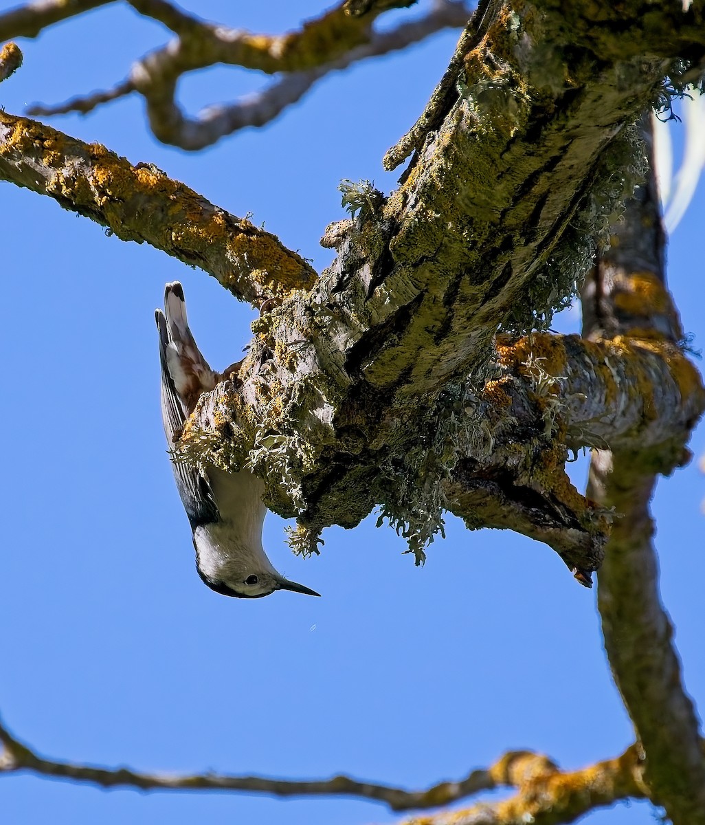 White-breasted Nuthatch - ML644046707