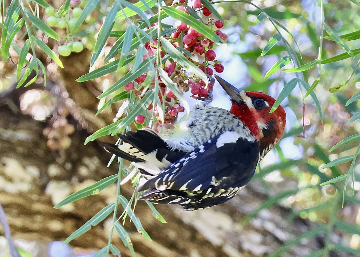 Red-breasted Sapsucker - ML644046708