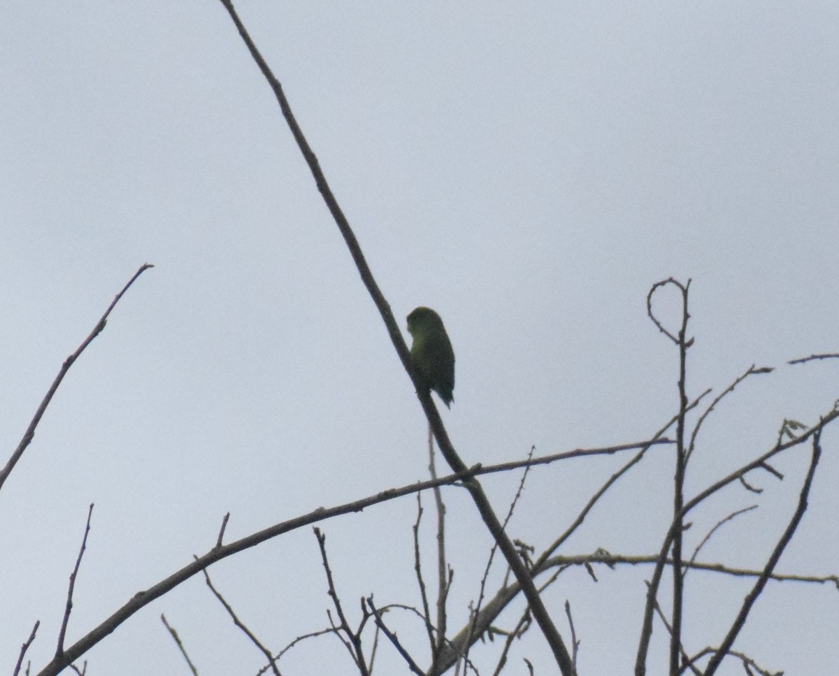 Cobalt-rumped Parrotlet - ML644046709