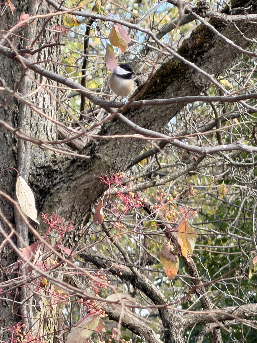 Black-capped Chickadee - ML644046711