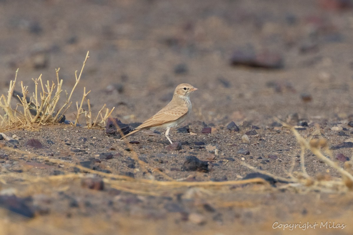 Bar-tailed Lark - ML644046713