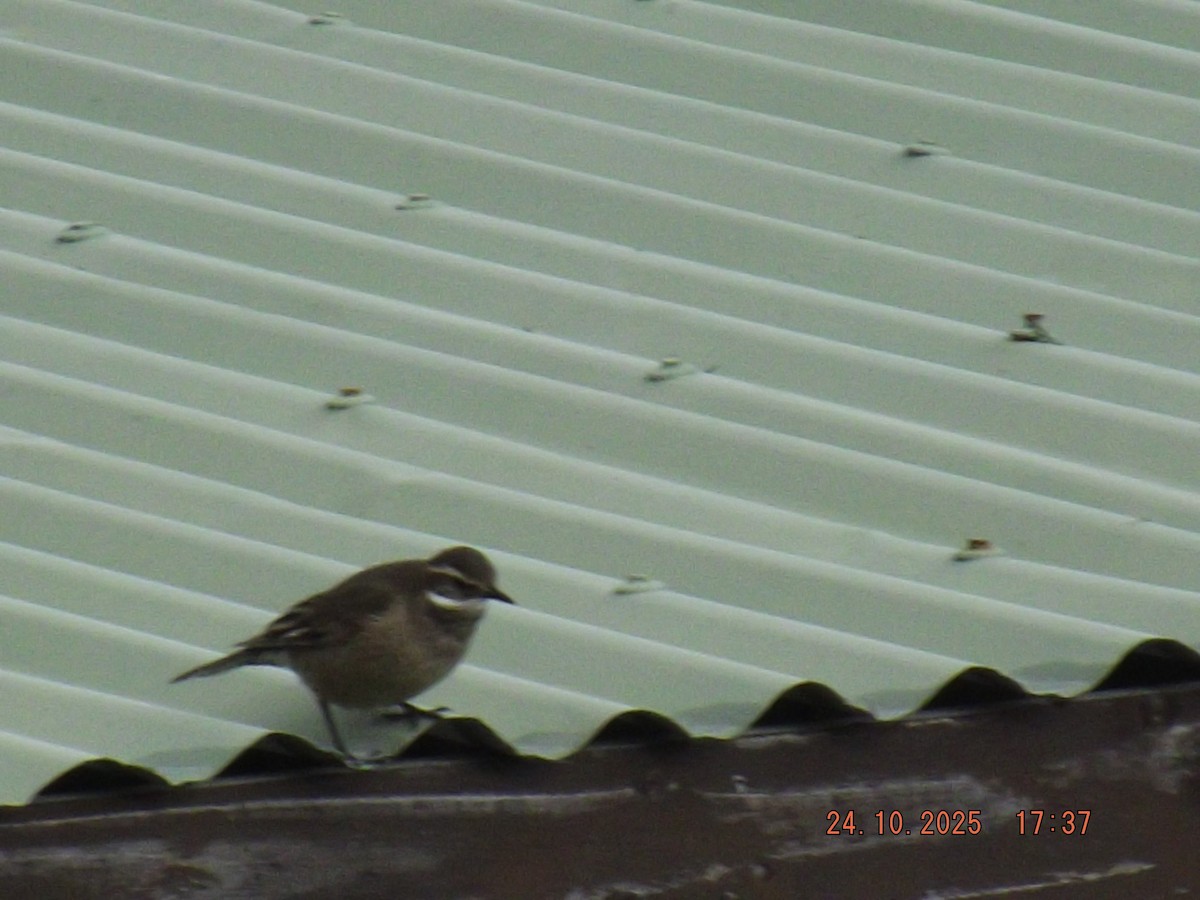 Buff-winged Cinclodes - ML644046714