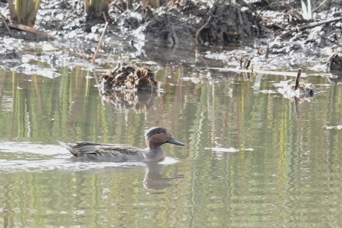 Green-winged Teal - ML644046715