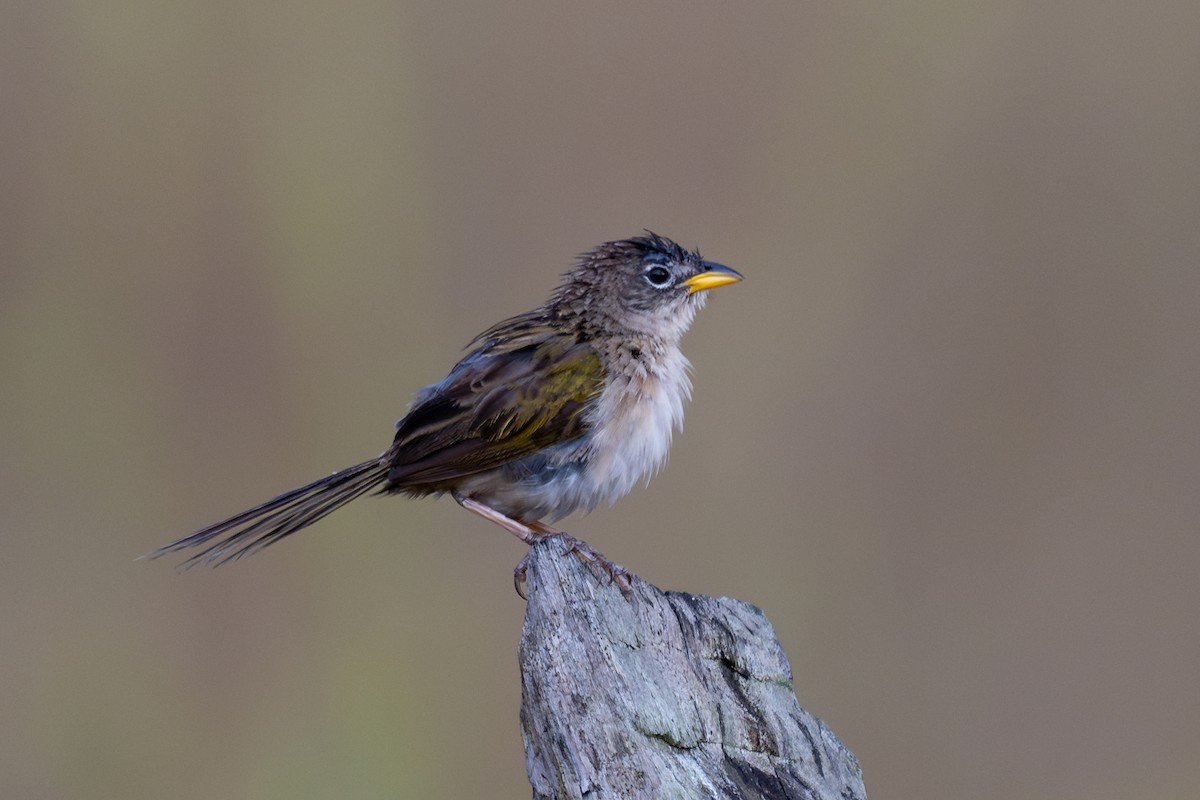 Wedge-tailed Grass-Finch - ML644046720