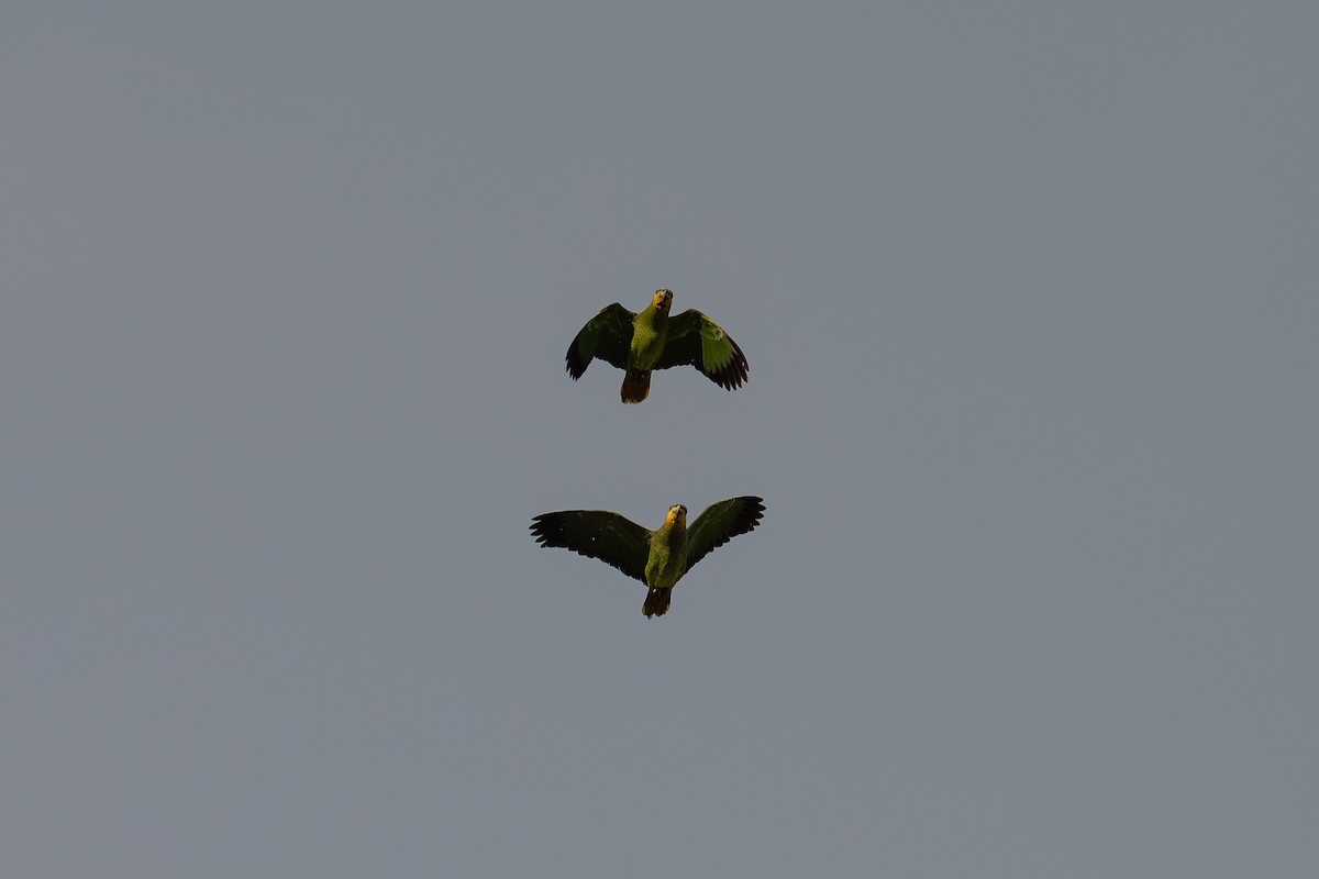 Orange-winged Amazon - ML644046723