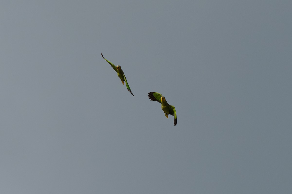 Orange-winged Amazon - ML644046724