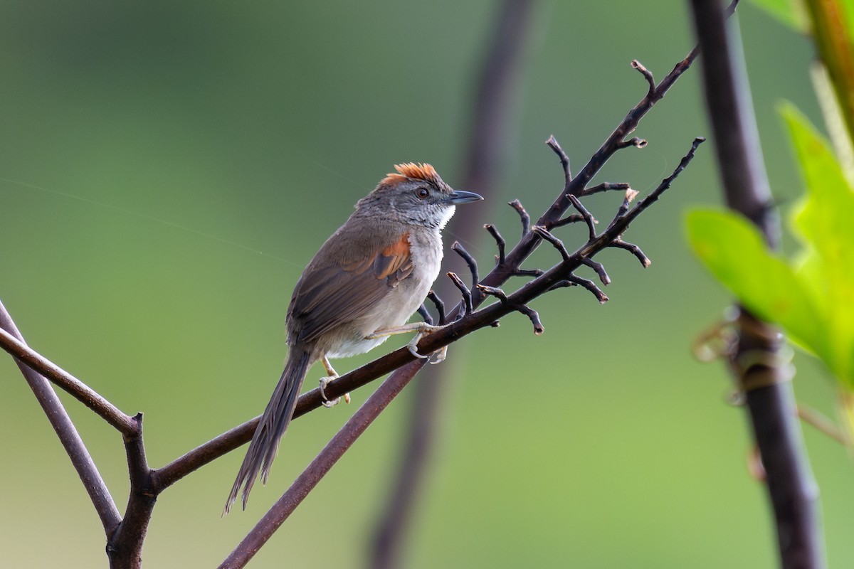 Pale-breasted Spinetail - ML644046727
