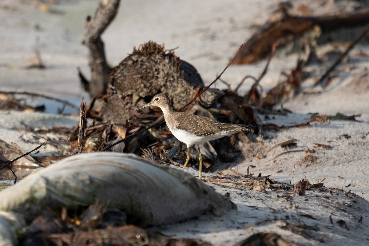 Solitary Sandpiper - ML644046728
