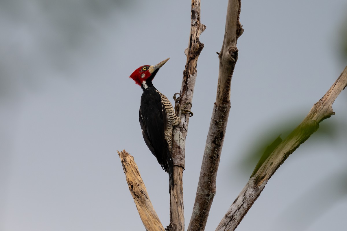 Crimson-crested Woodpecker - ML644046730