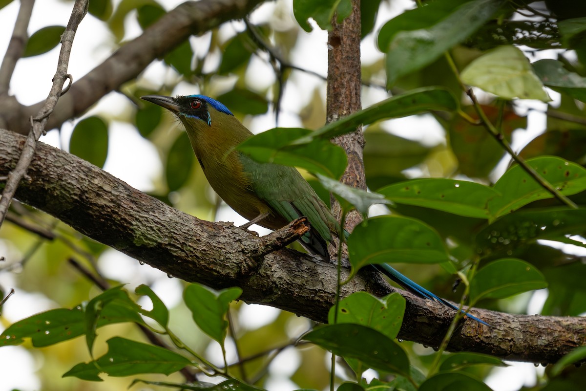 Amazonian Motmot - ML644046736