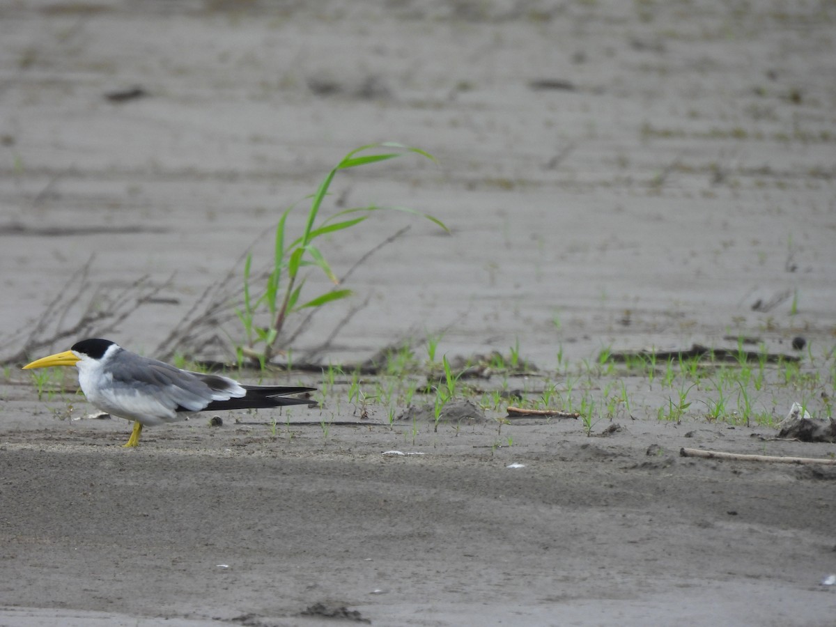 Large-billed Tern - ML644046740