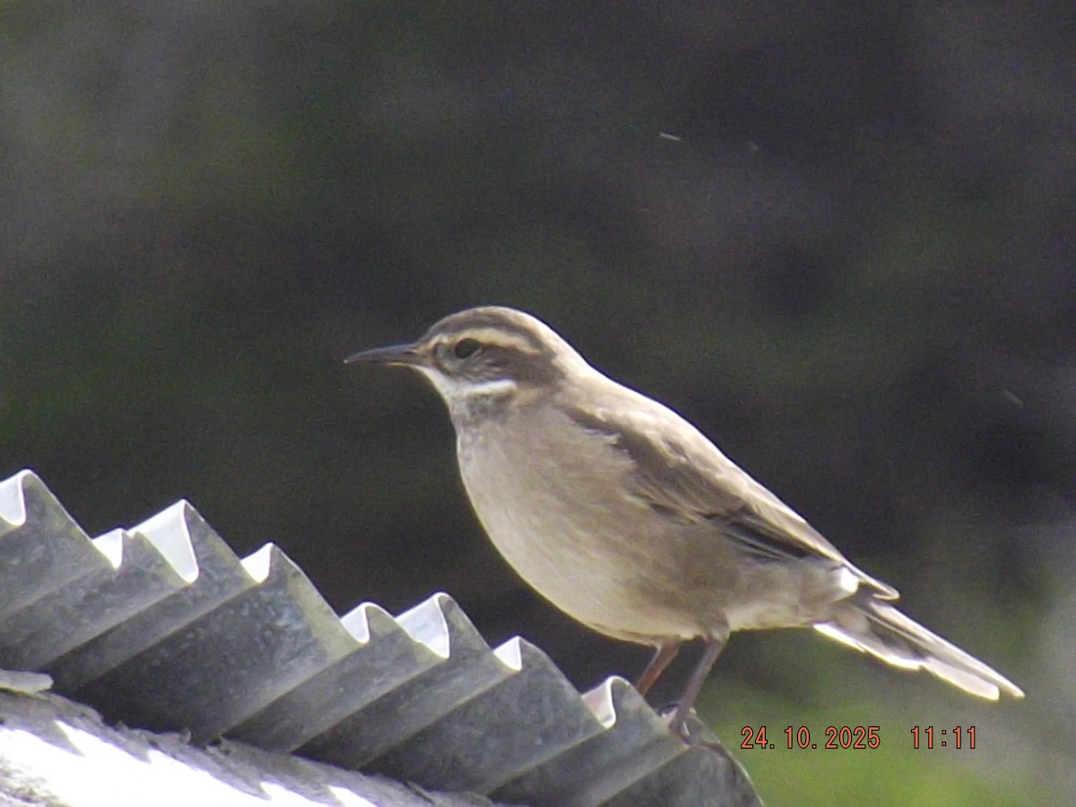 Buff-winged Cinclodes - ML644046744