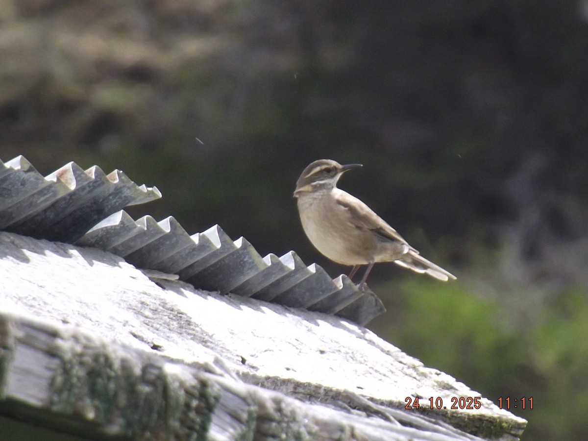 Buff-winged Cinclodes - ML644046745