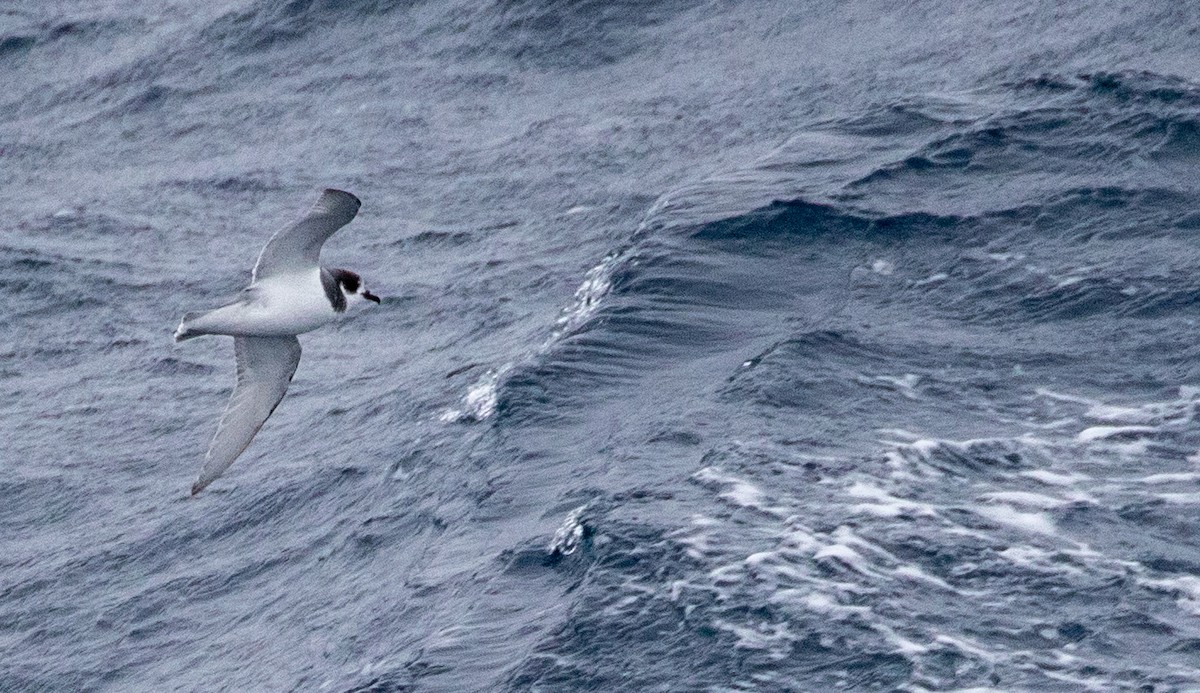 Blue Petrel - ML644046773