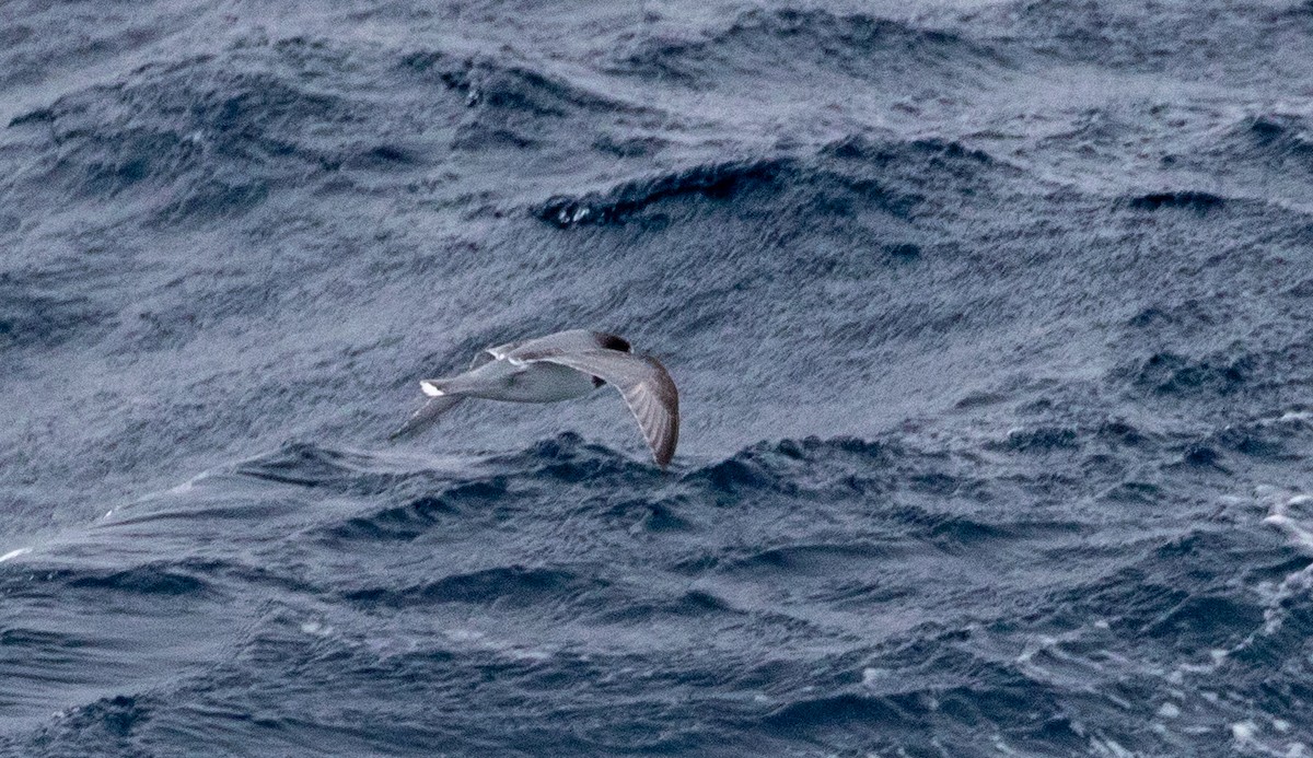 Blue Petrel - ML644046774