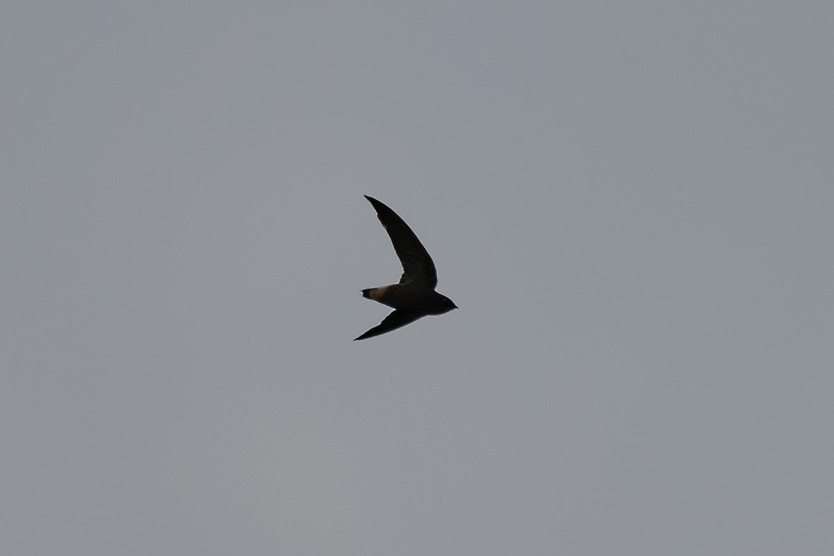Short-tailed Swift - ML644046787