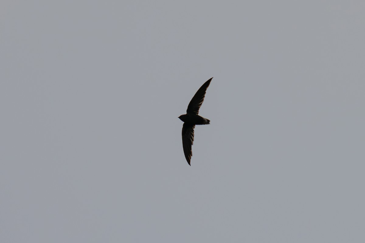 Short-tailed Swift - ML644046789