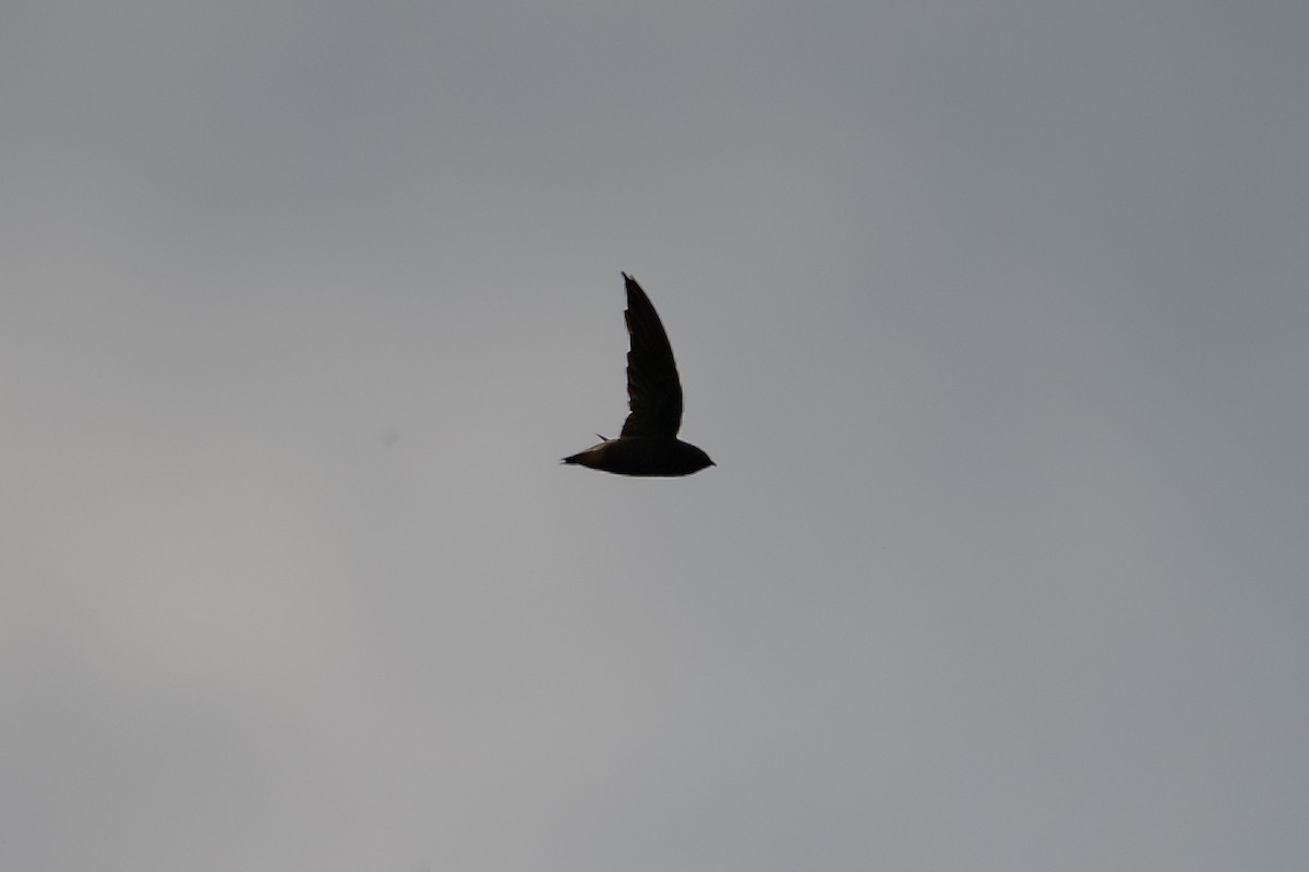 Short-tailed Swift - ML644046790