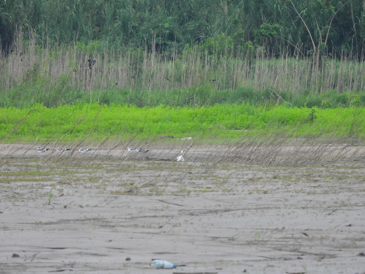 Large-billed Tern - ML644046792
