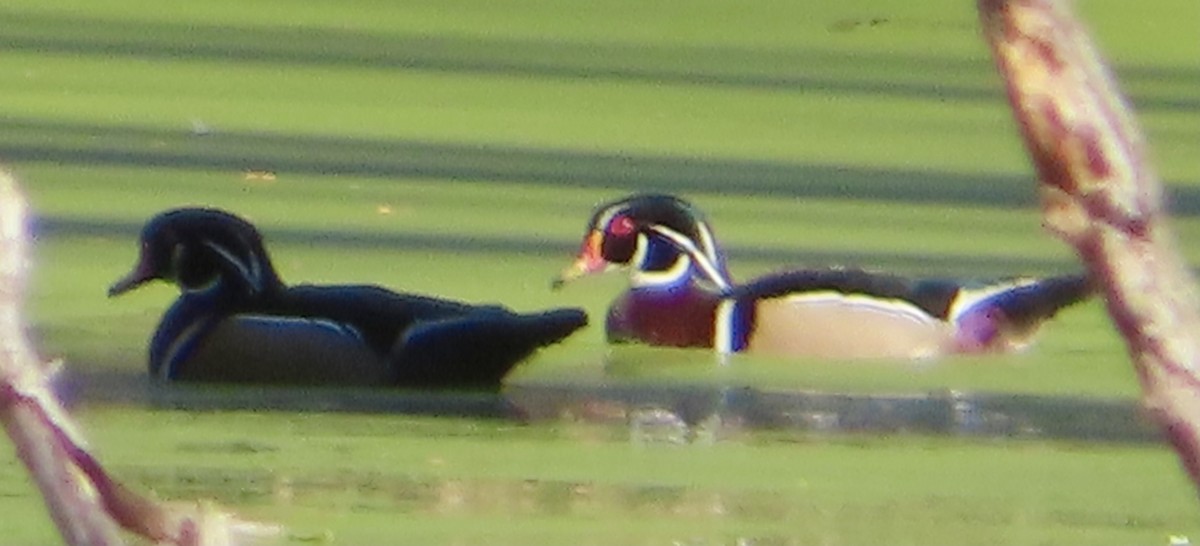 Wood Duck - ML644046813