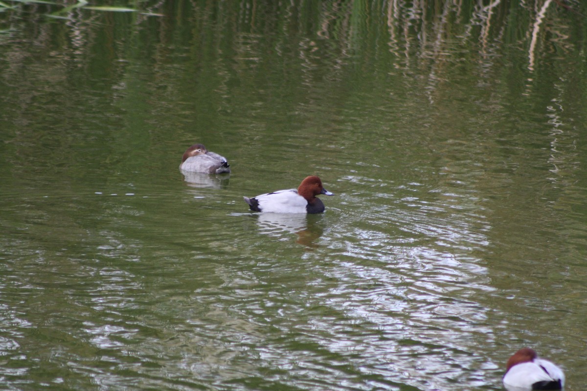 Common Pochard - ML644046820