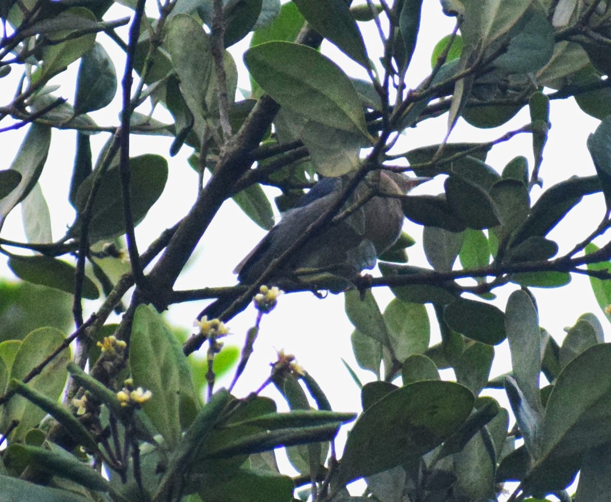 Bicolored Conebill - ML644046825