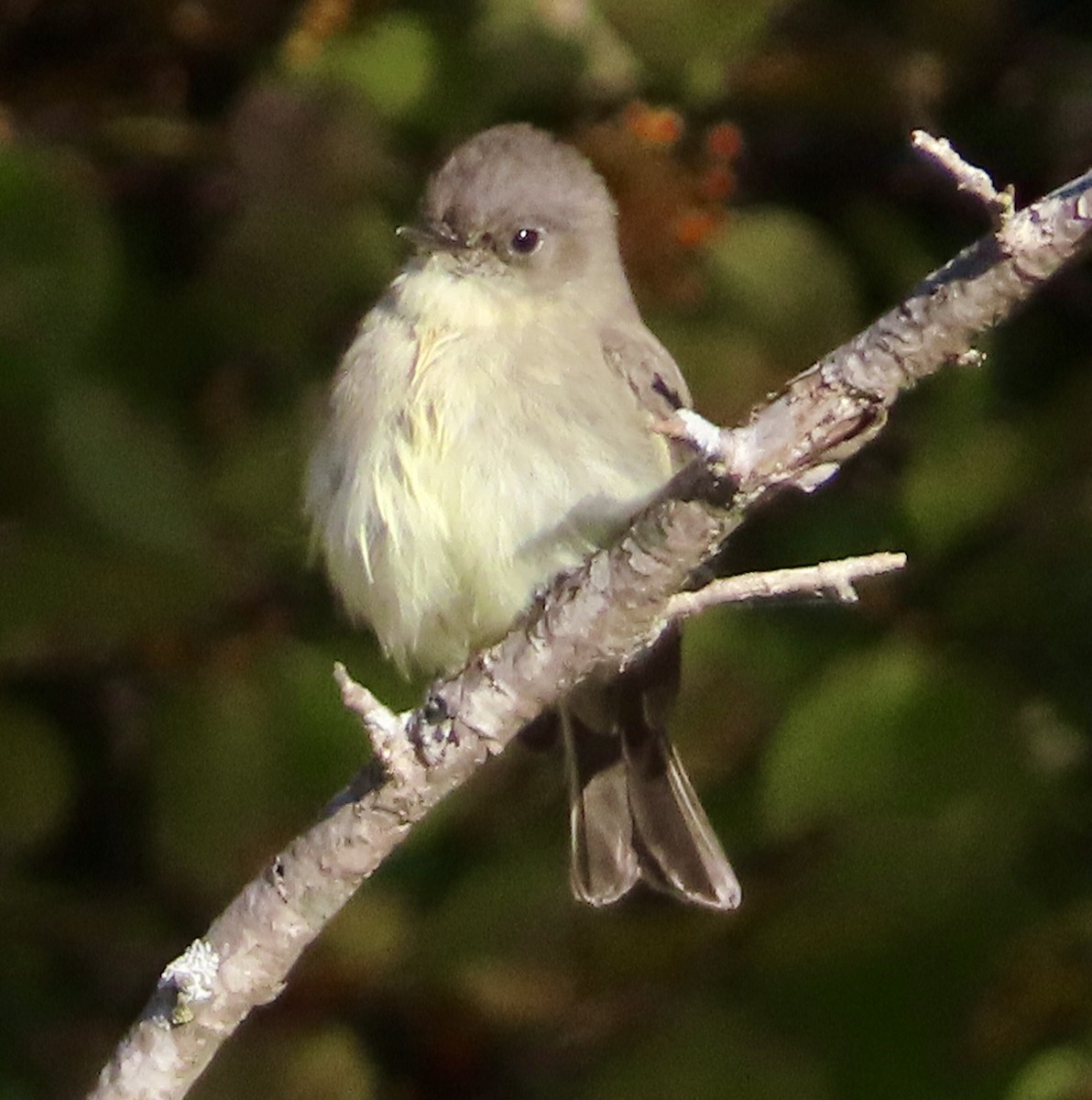 Eastern Phoebe - ML644046831