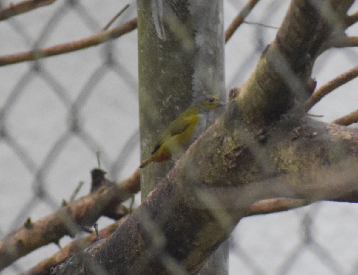 Chestnut-bellied Euphonia - ML644046833