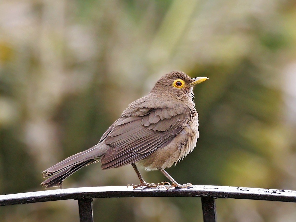 Spectacled Thrush - ML644046842