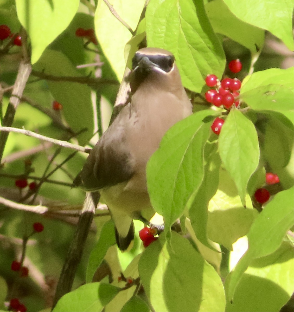 Cedar Waxwing - ML644046856