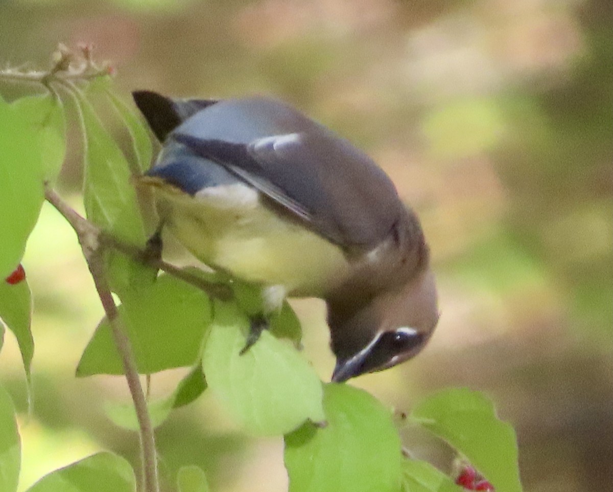 Cedar Waxwing - ML644046857