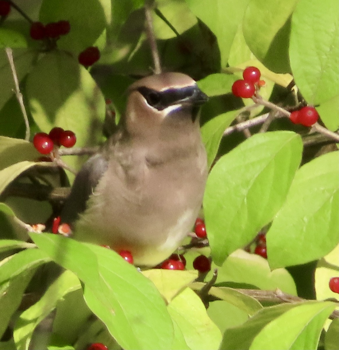Cedar Waxwing - ML644046858