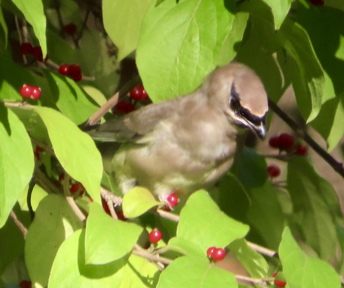 Cedar Waxwing - ML644046859