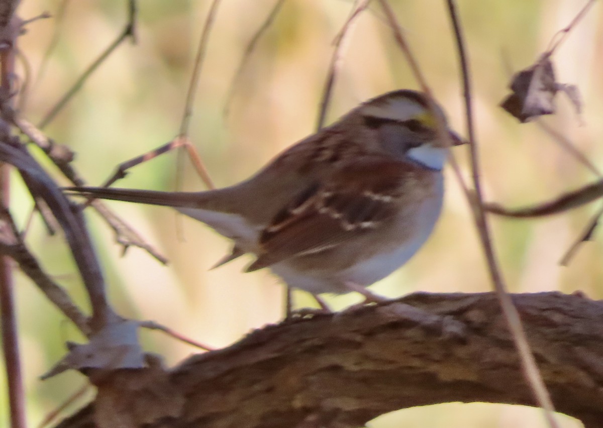 White-throated Sparrow - ML644046868