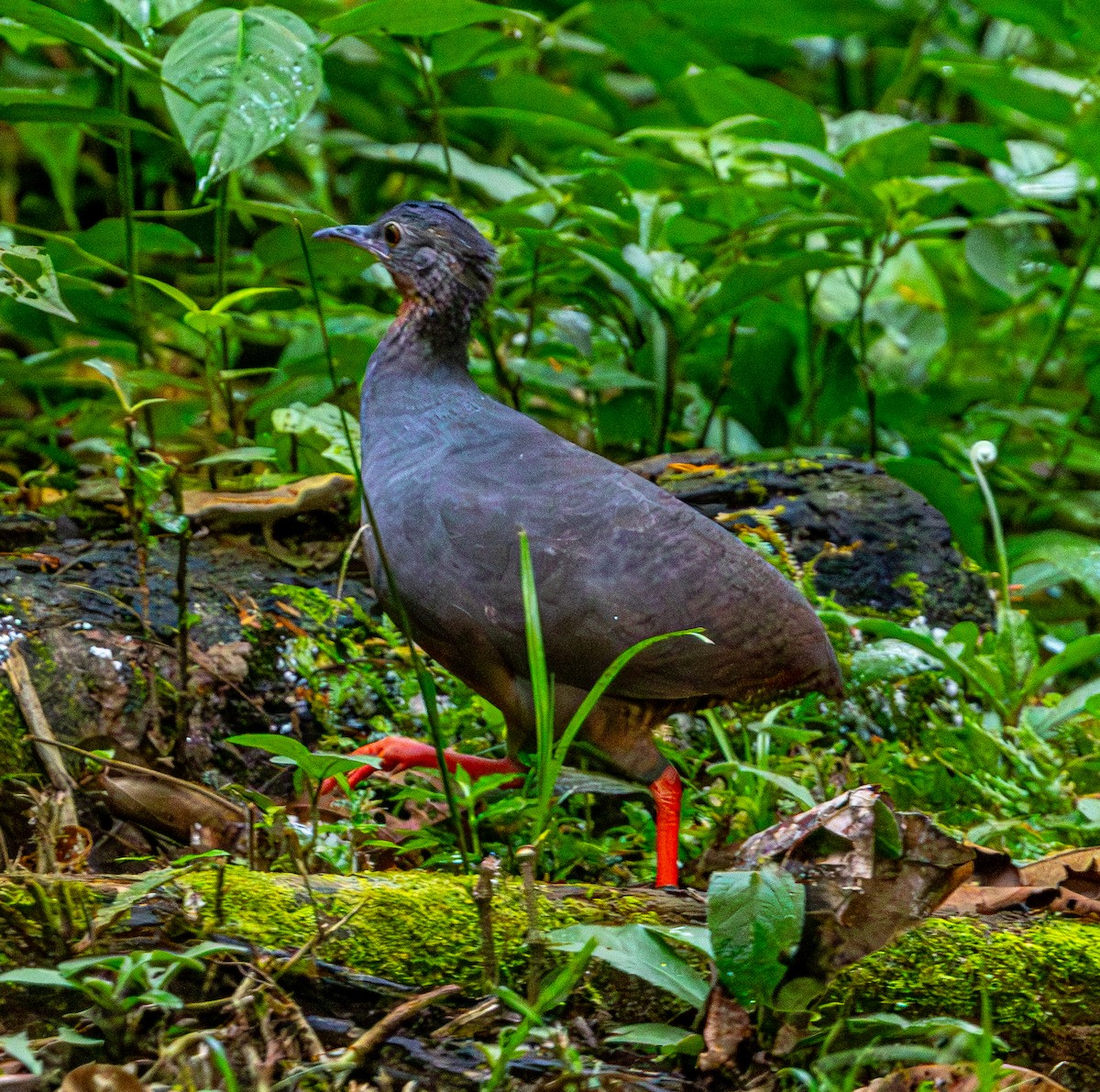Tinamou à calotte noire - ML644046872