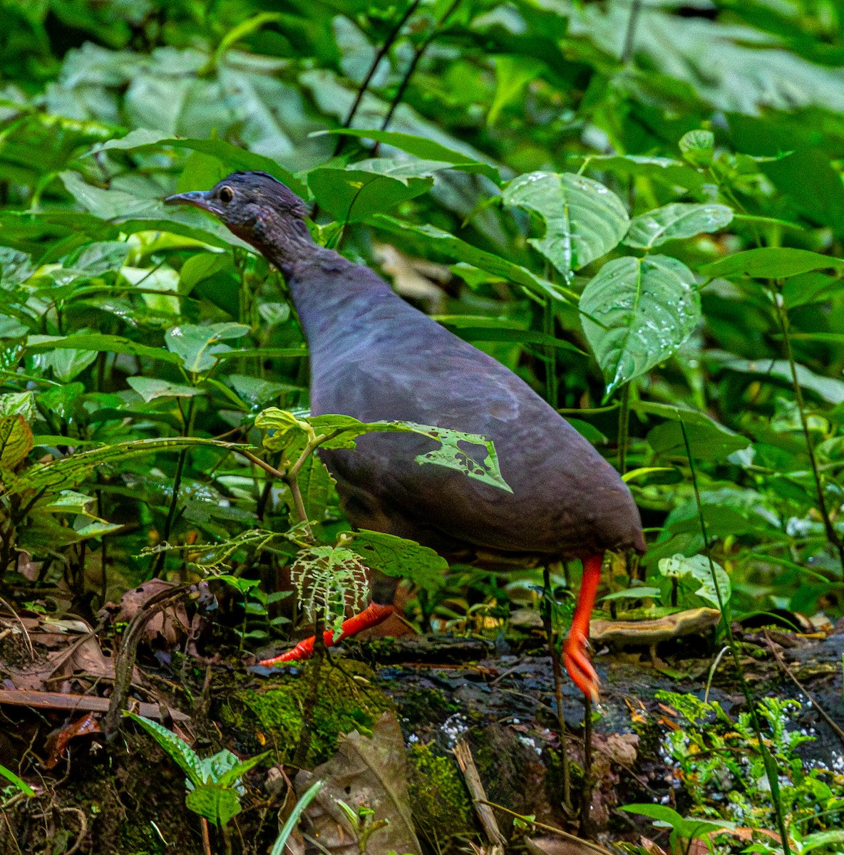 Tinamou à calotte noire - ML644046873