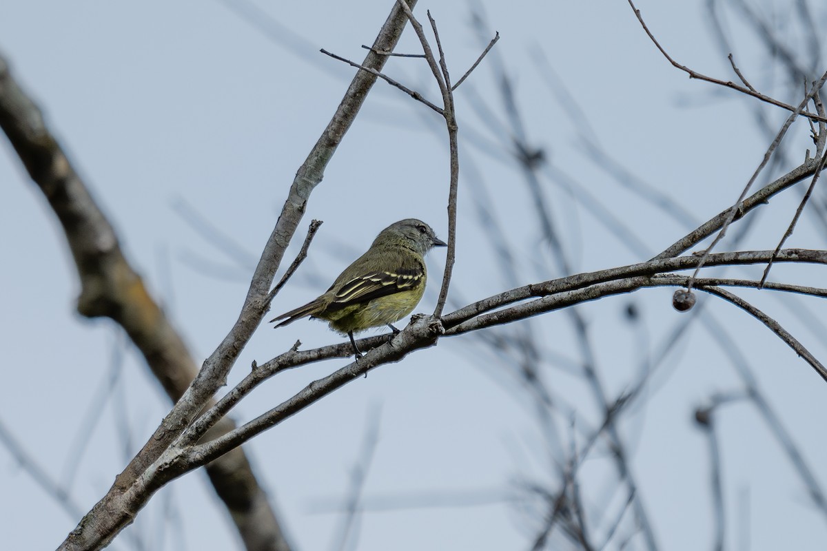 Yellow-crowned Tyrannulet - ML644046877