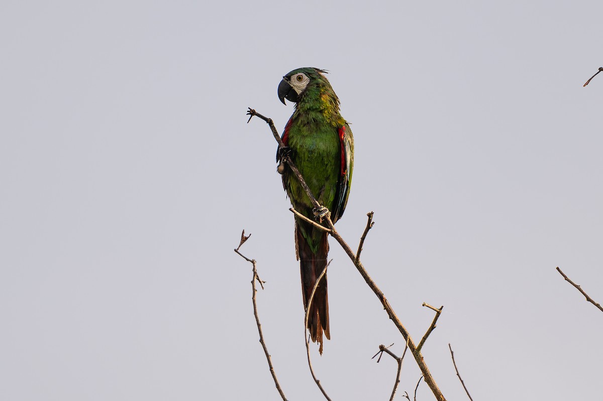Ara vert - ML644046878