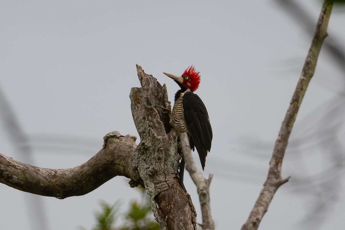 Crimson-crested Woodpecker - ML644046880