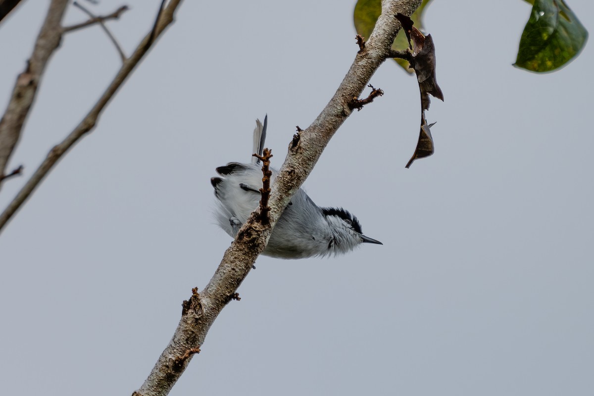 Tropical Gnatcatcher - ML644046881