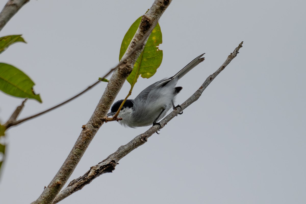 Tropical Gnatcatcher - ML644046882