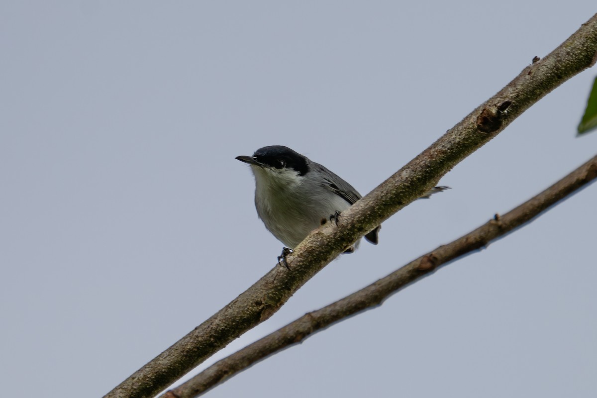 Tropical Gnatcatcher - ML644046883
