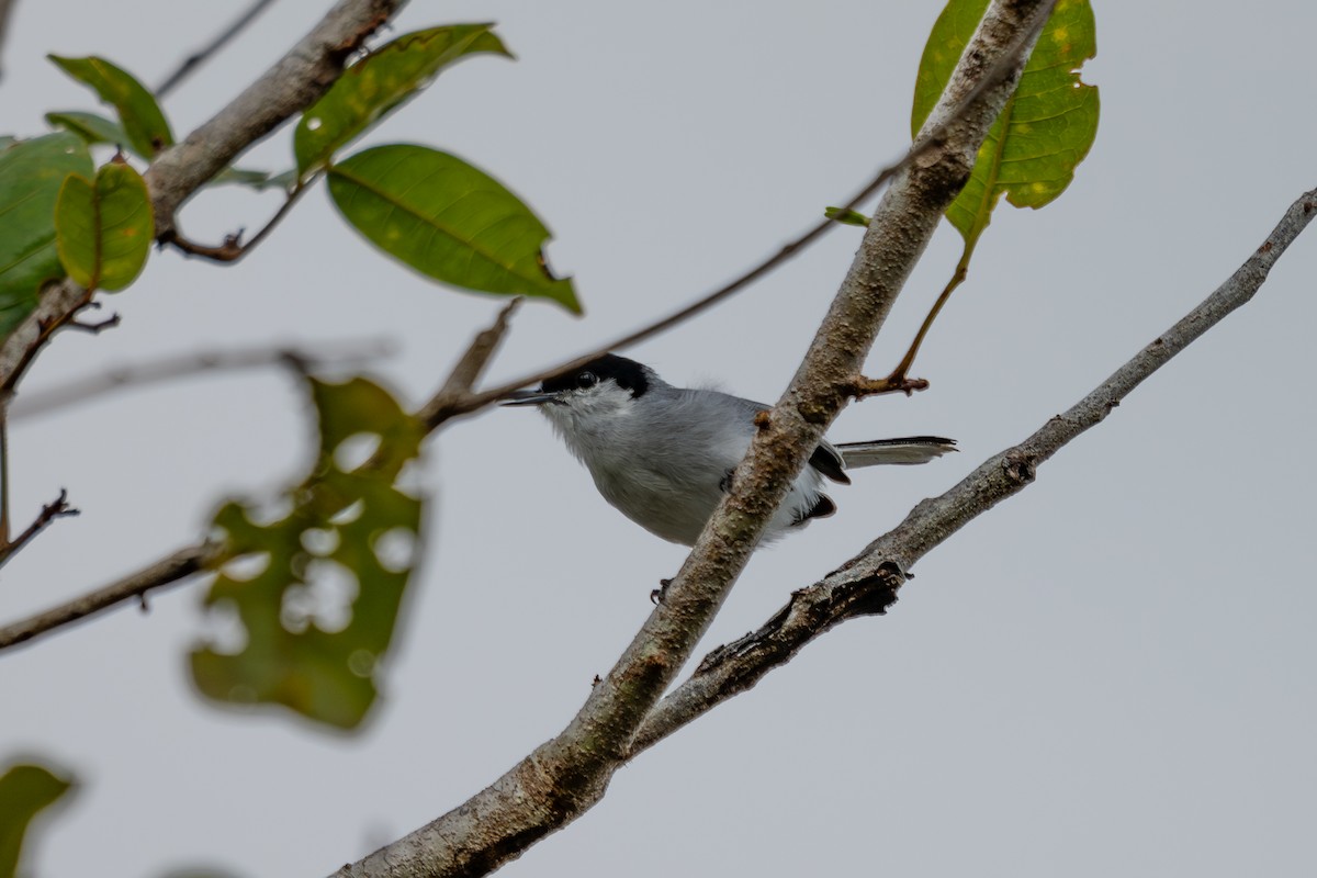 Tropical Gnatcatcher - ML644046886