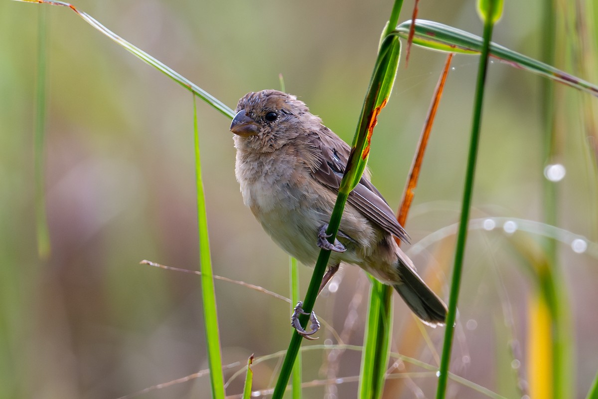 Ruddy-breasted Seedeater - ML644046888