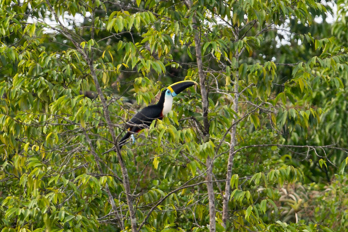 White-throated Toucan - ML644046891